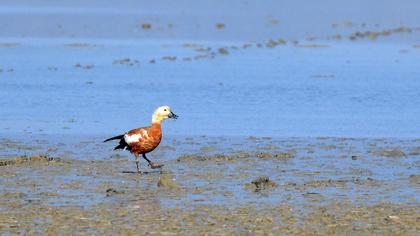 Ruddy Shelduck