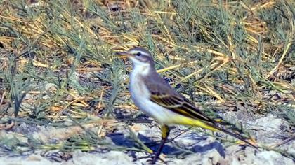 Grey Wagtail