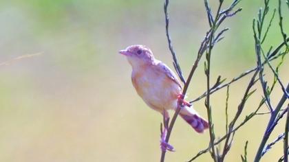 Zitting Cisticola