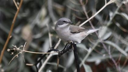 Lesser Whitethroat