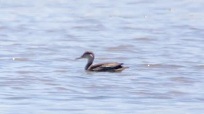 Red-crested Pochard