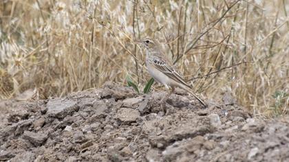 Tawny Pipit