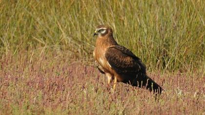Montagu`s Harrier