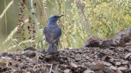 Blue Rock Thrush