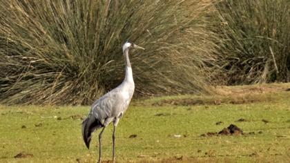 Common Crane