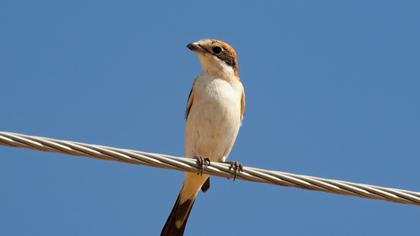 Woodchat Shrike
