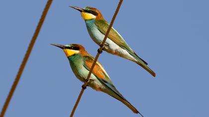 European Bee-eater