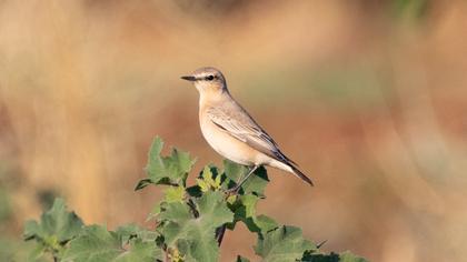 Northern Wheatear