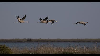 Common Crane