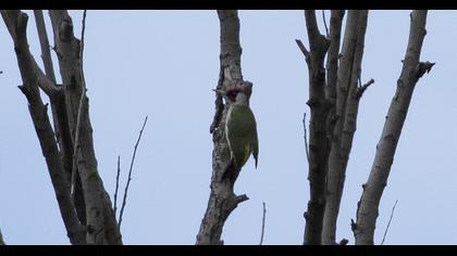 European Green Woodpecker