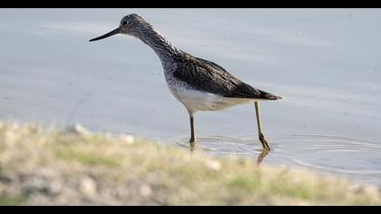 Common Greenshank