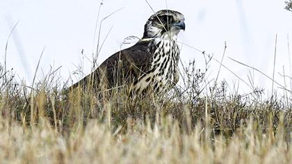 Saker Falcon