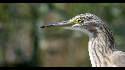 Squacco Heron