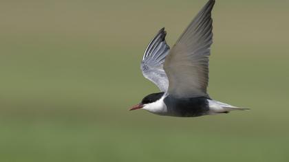 Whiskered Tern