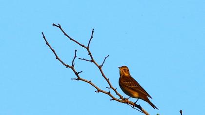 Tree Pipit