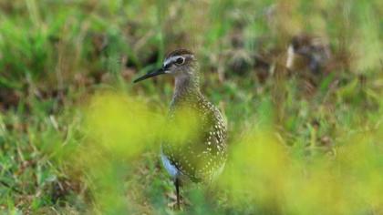 Wood Sandpiper