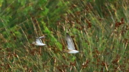 Curlew Sandpiper