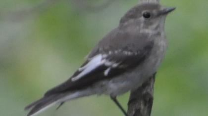 Semicollared Flycatcher