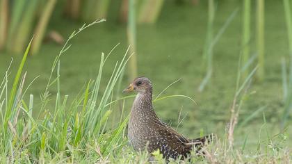Spotted Crake