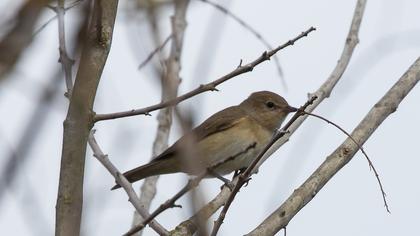 Red-breasted Flycatcher