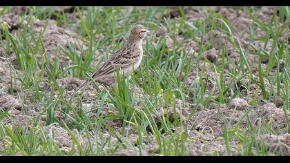 Eurasian Skylark
