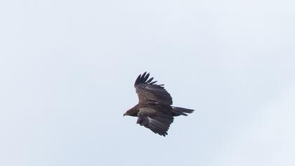 Steppe Eagle