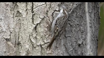 Short-toed Treecreeper