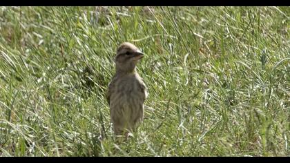 Rock Sparrow