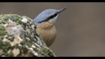 Eurasian Nuthatch