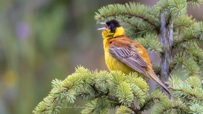 Black-headed Bunting