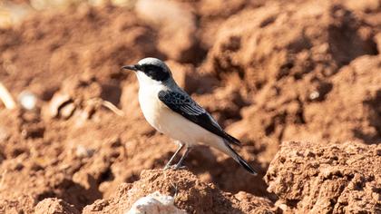 Black-eared Wheatear