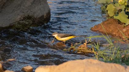 Grey Wagtail