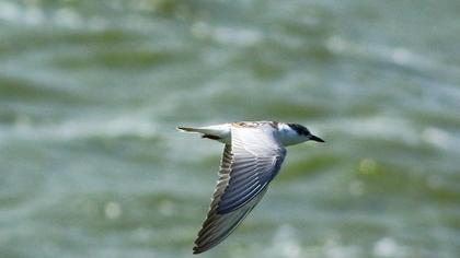Whiskered Tern