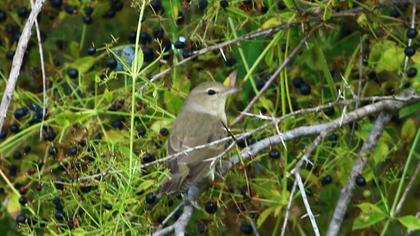 Garden Warbler