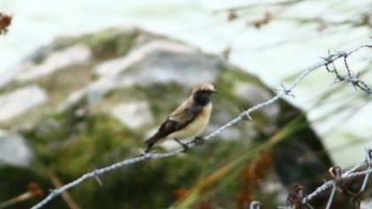 Black-eared Wheatear