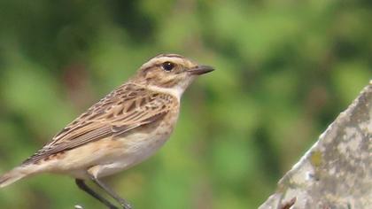 Whinchat