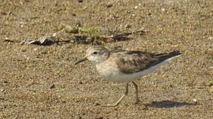 Temminck`s Stint