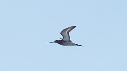 Black-tailed Godwit