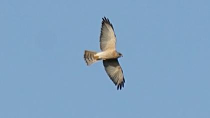 Levant Sparrowhawk