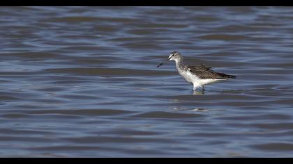 Common Greenshank