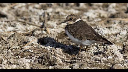 Little Ringed Plover