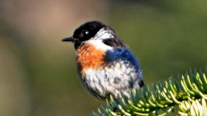 Siberian Stonechat