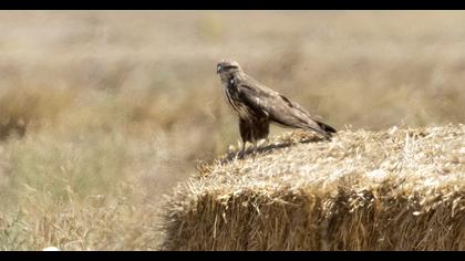 Common Buzzard