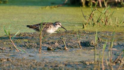 Broad-billed Sandpiper