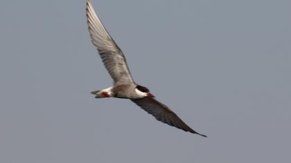 Common Tern