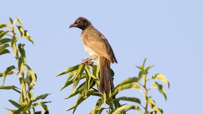 White-spectacled Bulbul