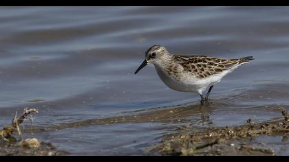 Little Stint