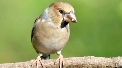 Hawfinch