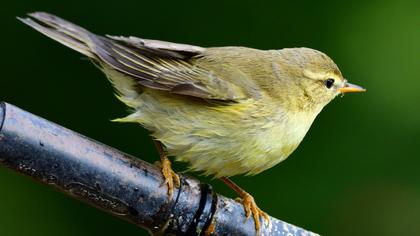 Willow Warbler