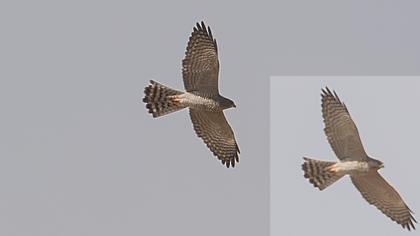 Levant Sparrowhawk